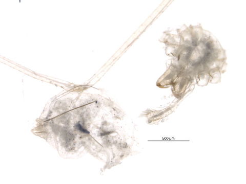 Image of midget ground weavers