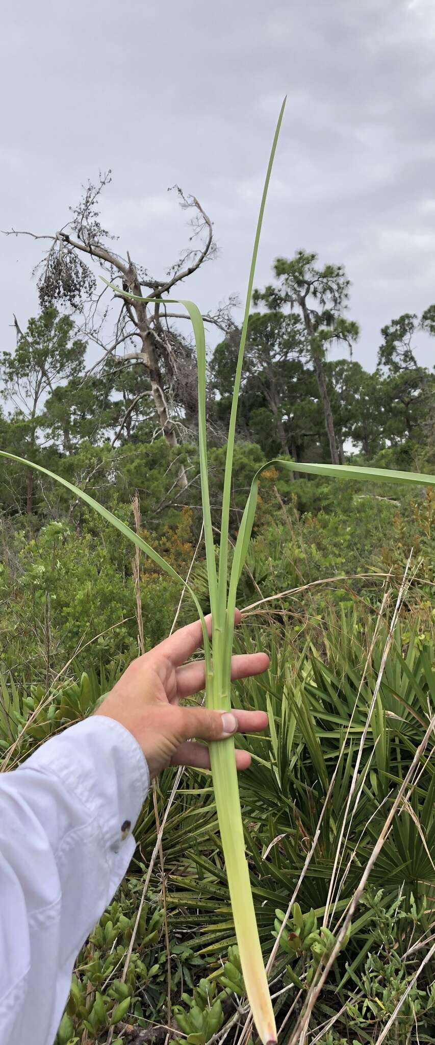 Imagem de Andropogon brachystachyus Chapm.