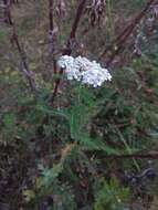 Sivun Achillea asiatica Serg. kuva