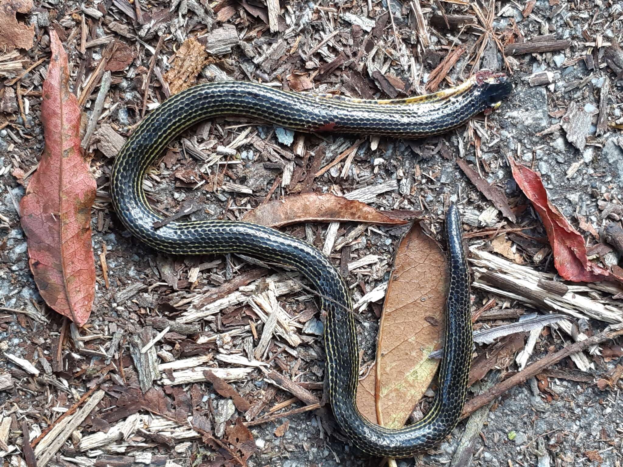 Image of Variable Reed Snake