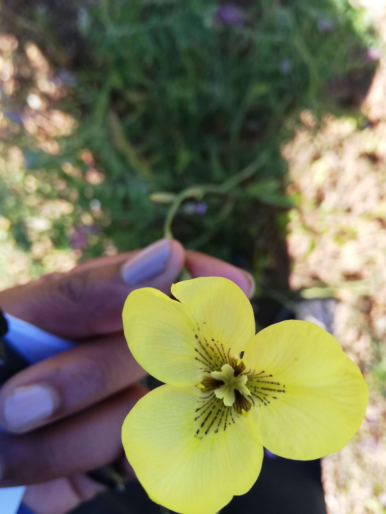 Image of Moraea bellendenii (Sweet) N. E. Br.