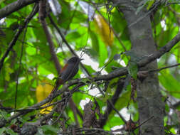 Image of Bates's Paradise Flycatcher