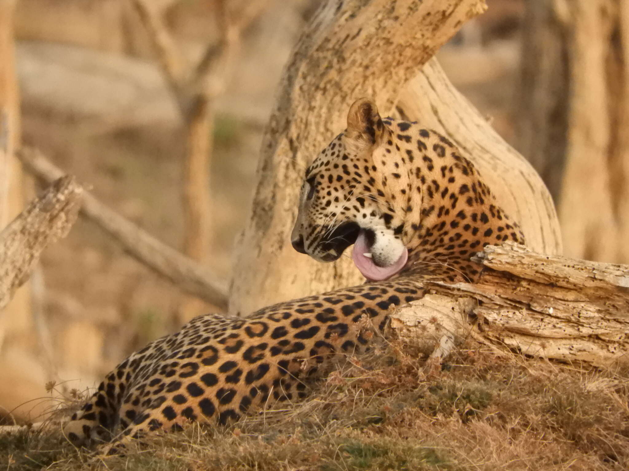 Imagem de Leopardo do Sri Lanka