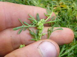 Image of Creeping Watercress