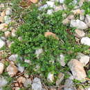 Image of Aristolochia microstoma Boiss. & Spruner