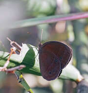 Image of cedar bush-brown