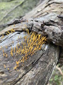 Image of Calocera sinensis McNabb 1965