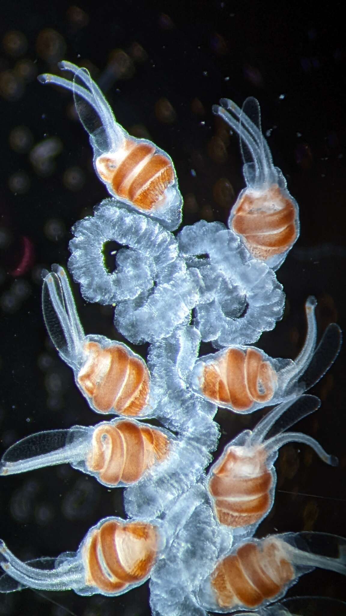 Image of Nanomia cara Agassiz 1865