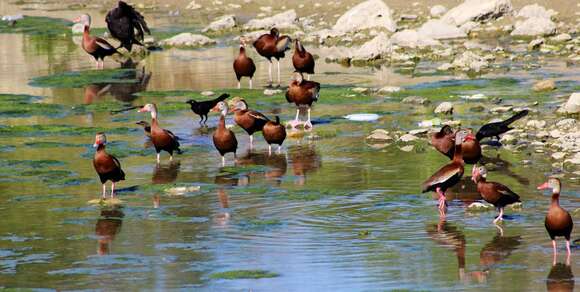 Image of Egyptian Goose