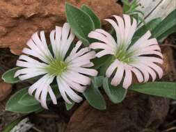 Image of Klamath Mountain catchfly