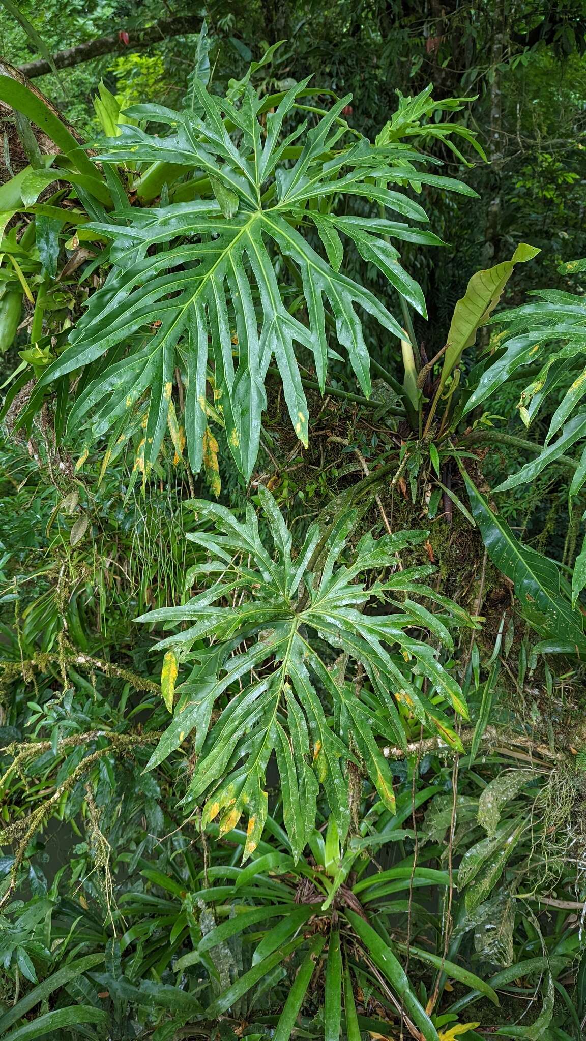 Image of Philodendron radiatum var. radiatum