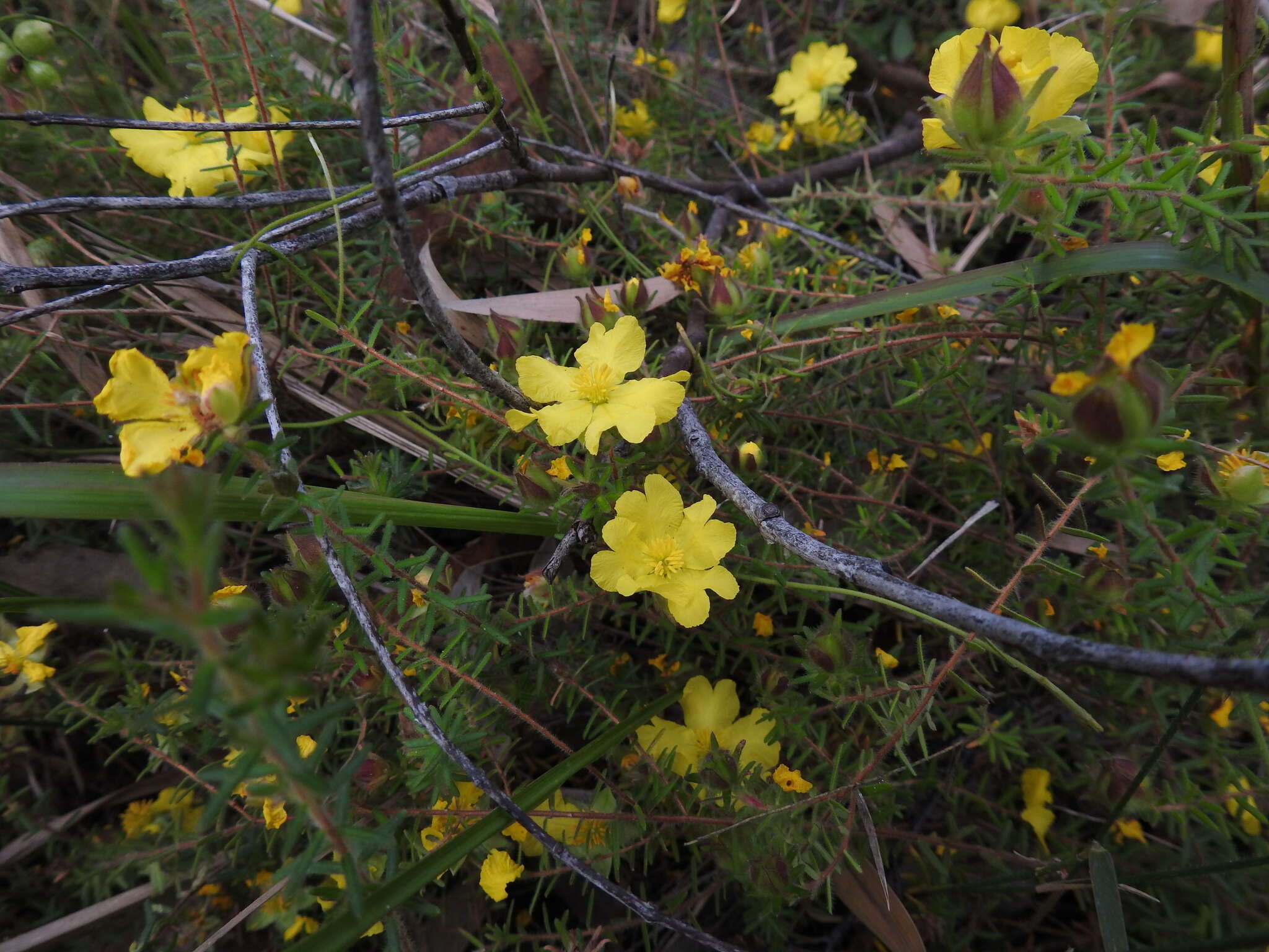 Image of Hibbertia vestita A. Cunn. ex Benth.