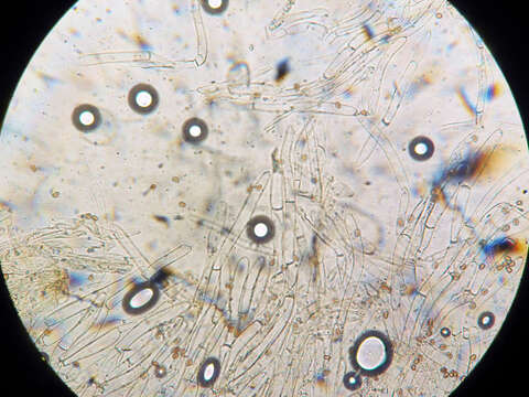 Imagem de Cystoagaricus hirtosquamulosus (Peck) Örstadius & E. Larss. 2015