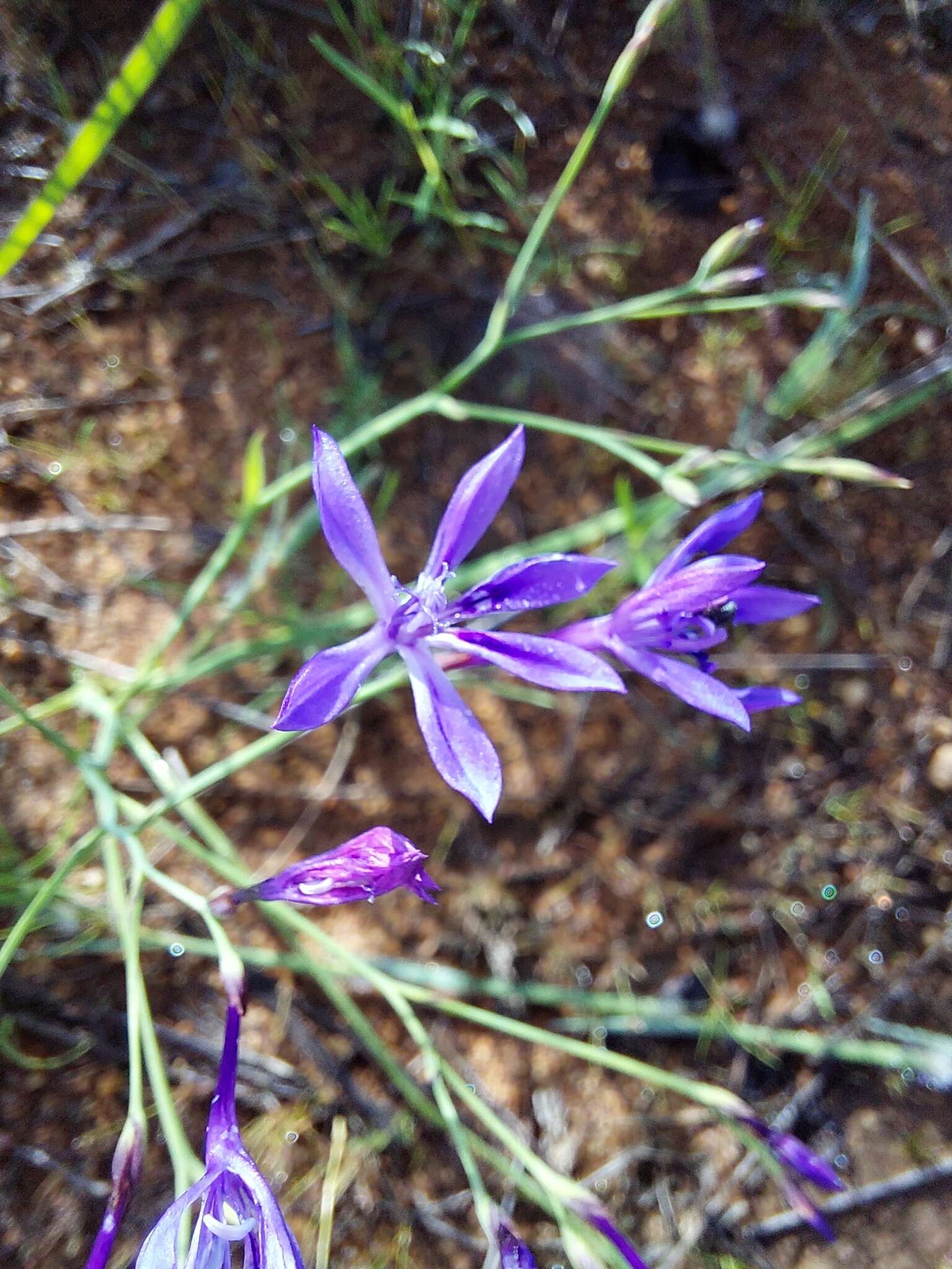 Plancia ëd Afrosolen sandersonii subsp. limpopoensis (Goldblatt & J. C. Manning) Goldblatt & J. C. Manning