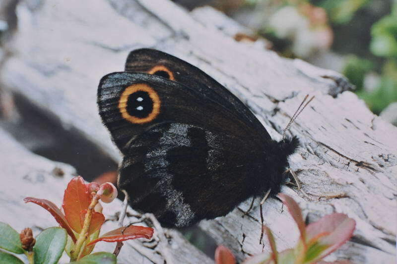 Image de Erebia cyclopius Eversmann 1844