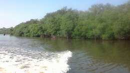 Image of red mangrove