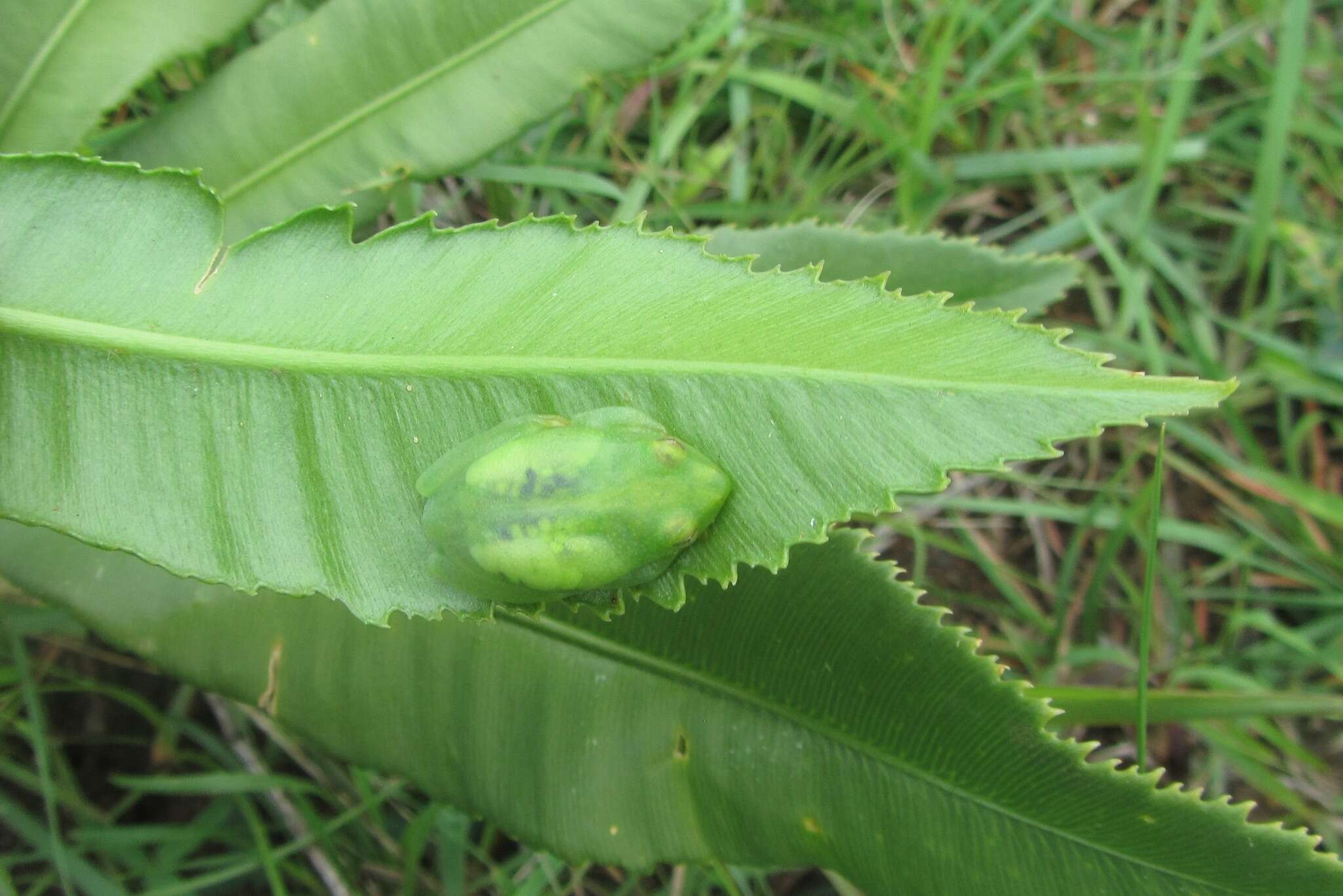 Image of Water Lily Frog