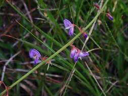 Image of Galactia tenuiflora (Willd.) Wight & Arn.