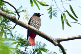 Image of Maroon Oriole