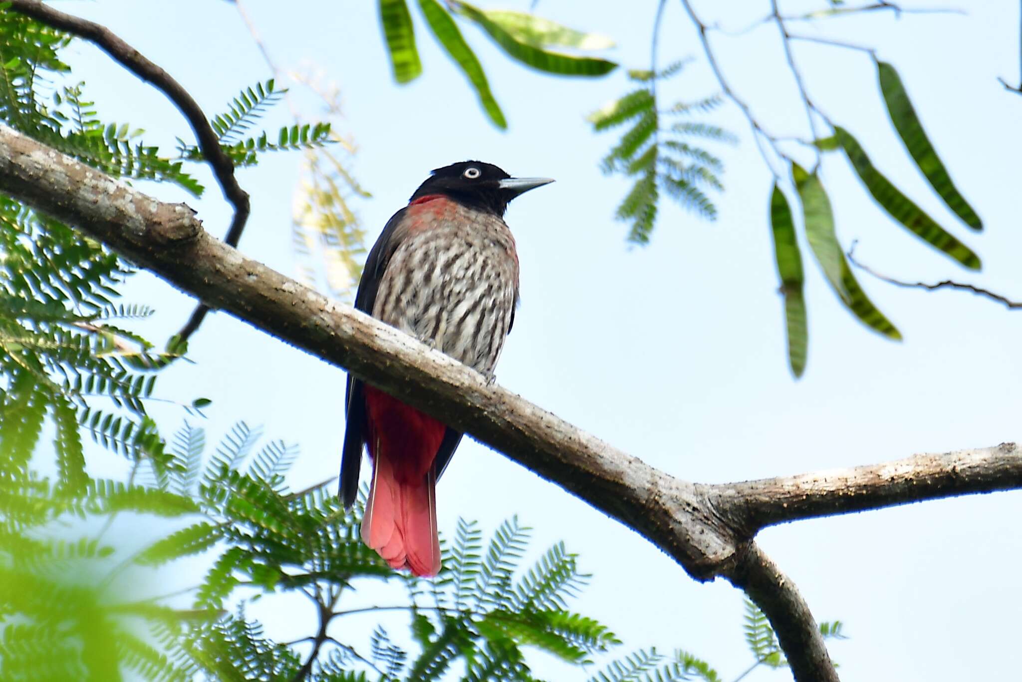 Image of Maroon Oriole