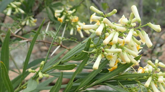 Image de Freylinia lanceolata (L. fil.) G. Don