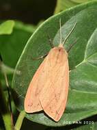 Image of Spilosoma griseabrunnea