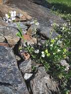 Image of Arabidopsis halleri (L.) O'Kane & Al-Shehbaz