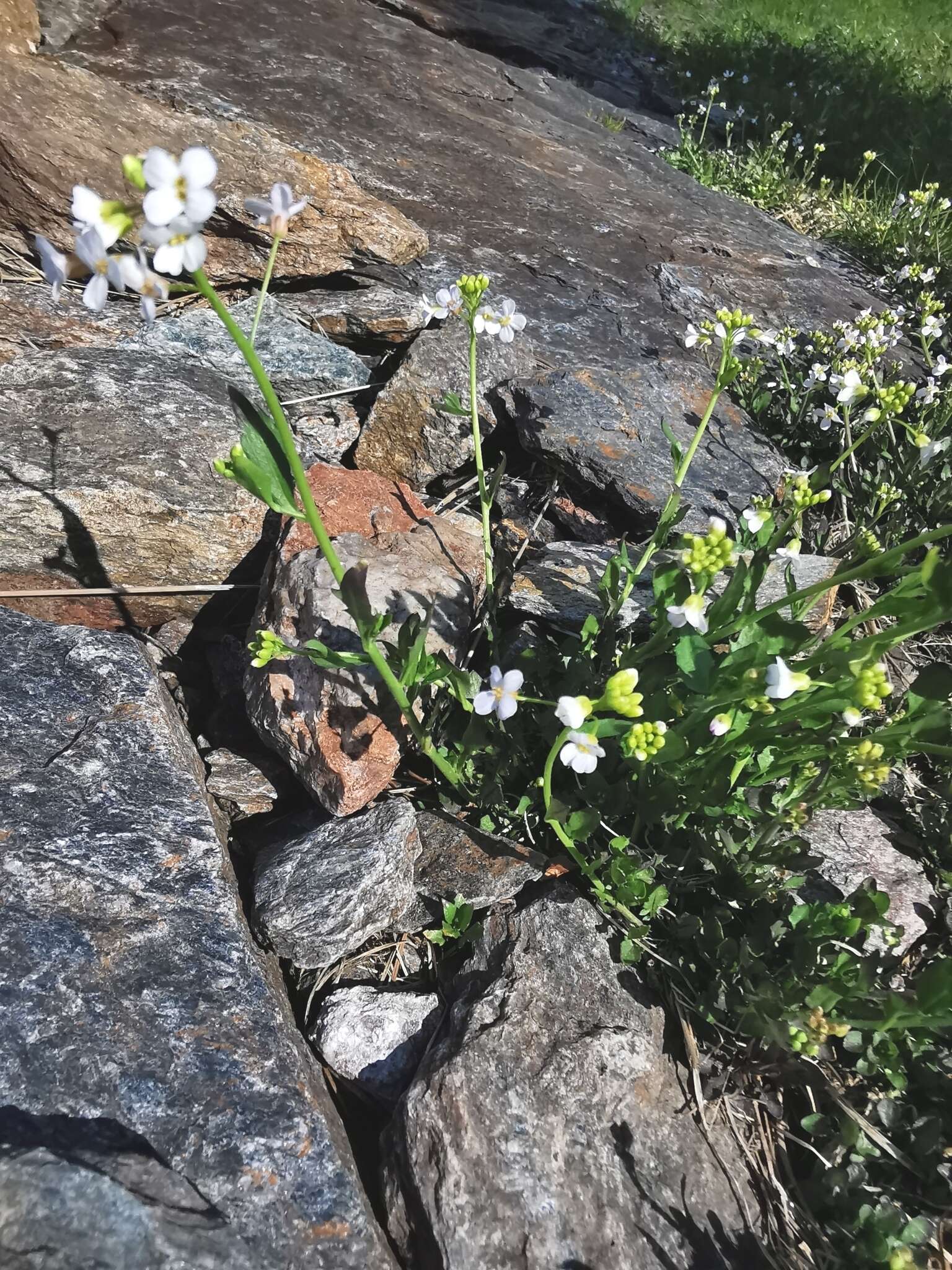 Plancia ëd Arabidopsis halleri (L.) O'Kane & Al-Shehbaz