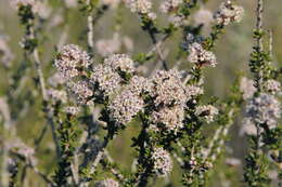 Image of Vail Lake ceanothus