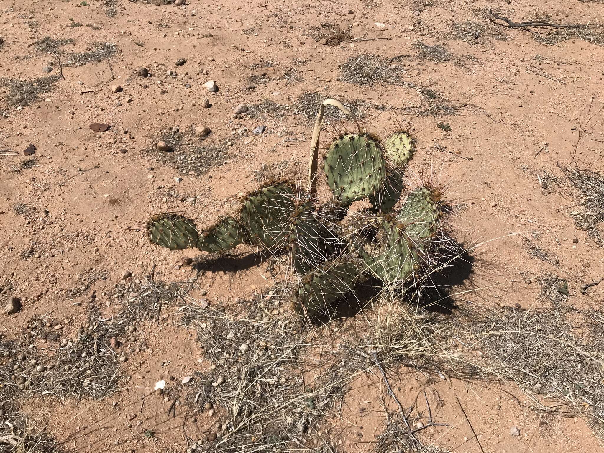 Image of grassland pricklypear