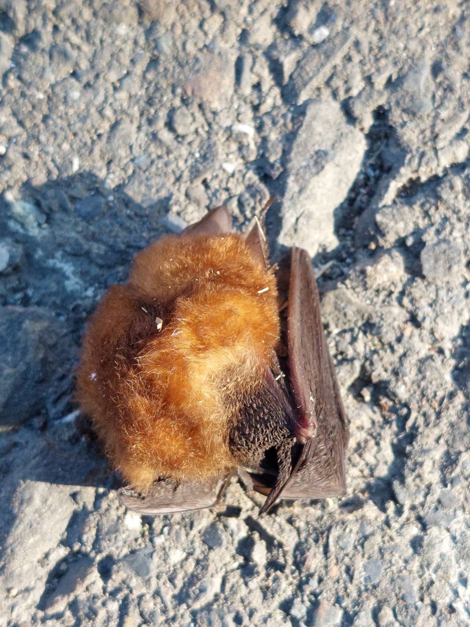 Image of Formosan Lesser Horseshoe Bat