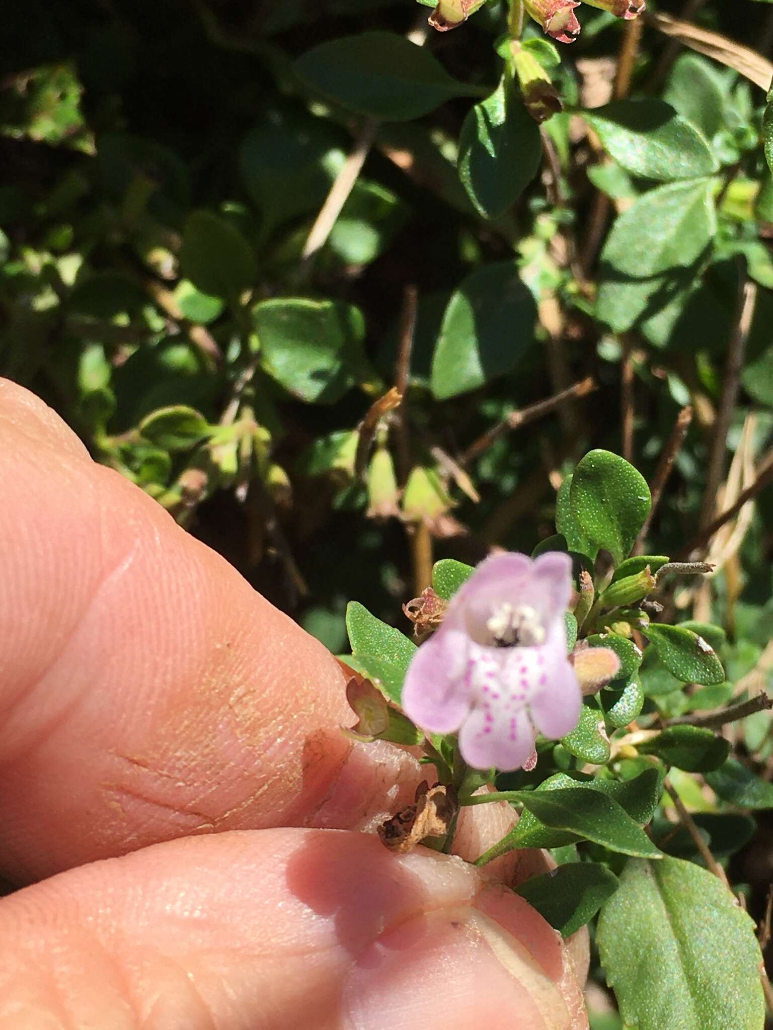 Image of Georgia calamint