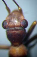 Image of Myrmecoris