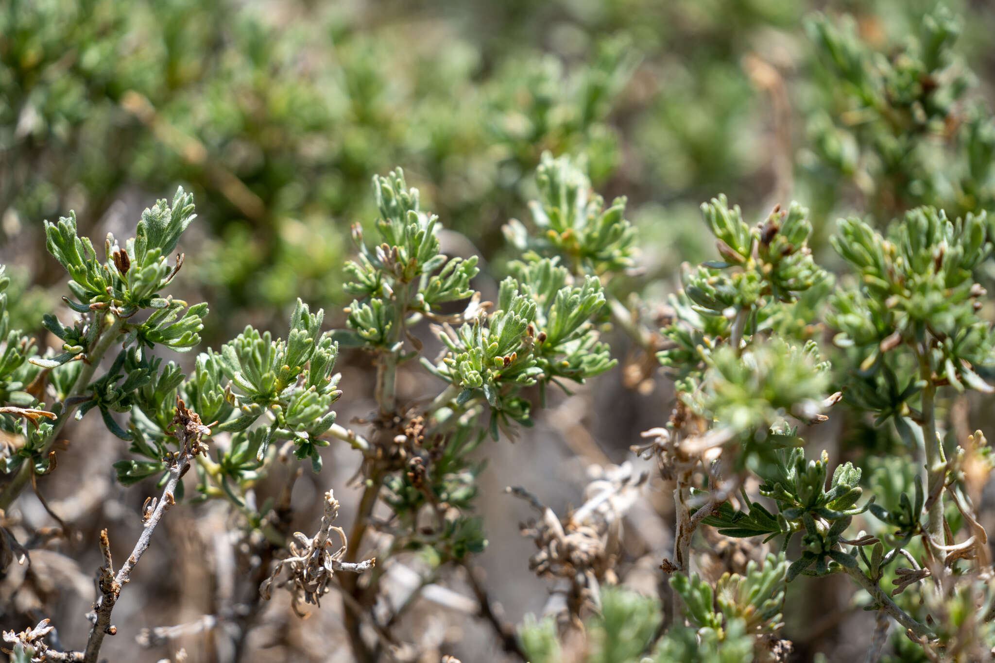 Image of timberline sagebrush