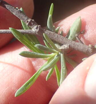 Image of Hermannia filifolia L. fil.