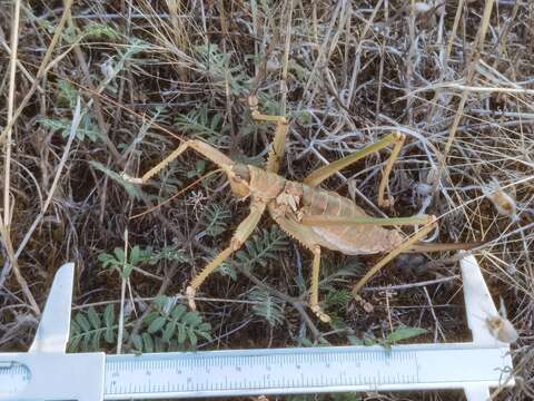 Image of Anatolian Predatory Bush-cricket
