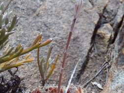 Image of Haworthia nortieri G. G. Sm.