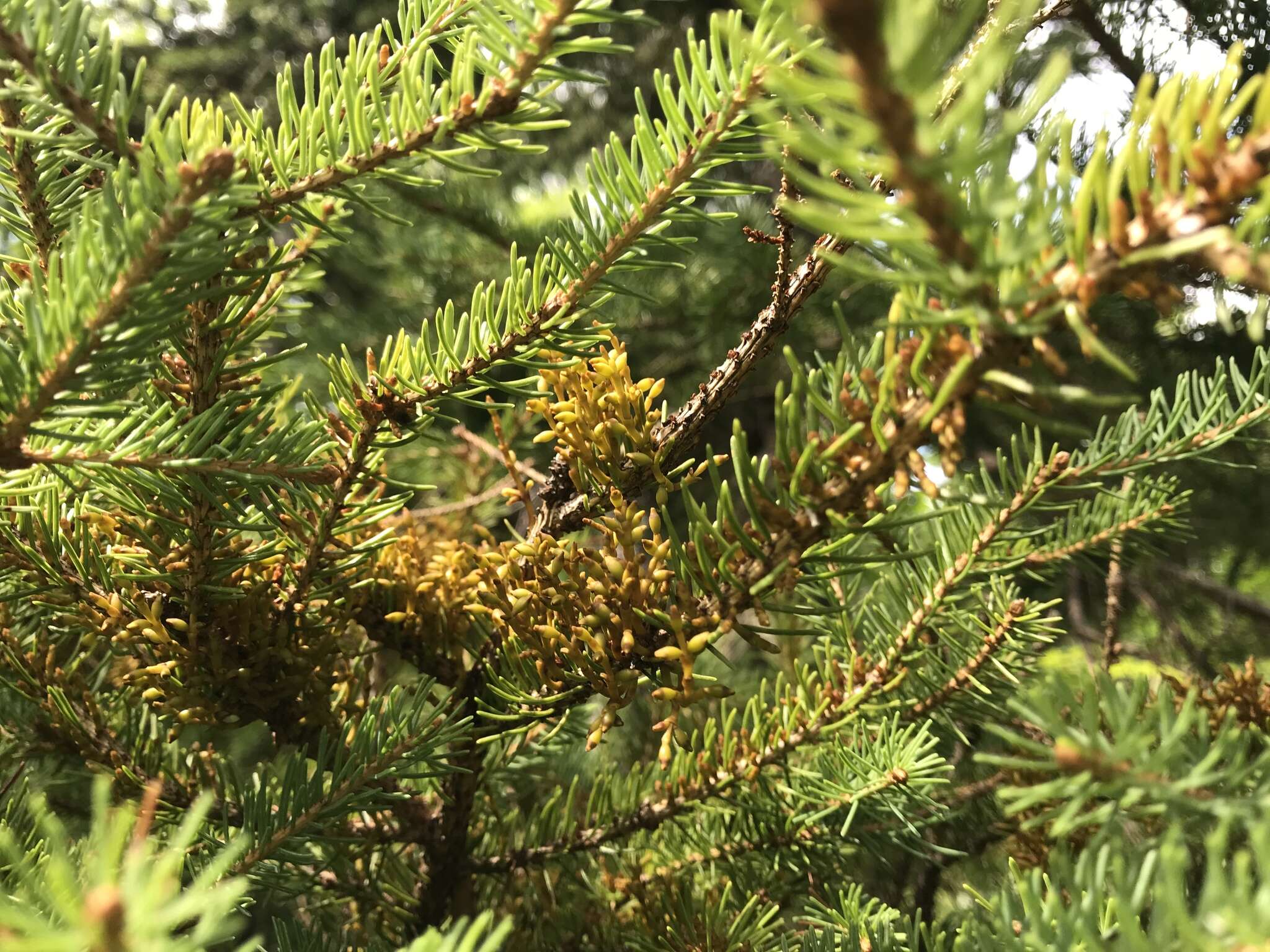 Image of eastern dwarf mistletoe