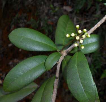 Image of Dendropanax nervosus (Urb. & Ekman) A. C. Sm.