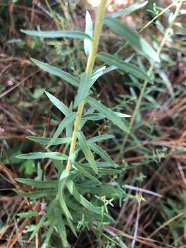 Image of twistleaf goldenrod