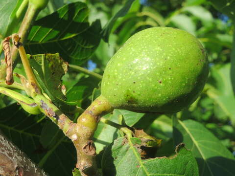 Image of Common walnut