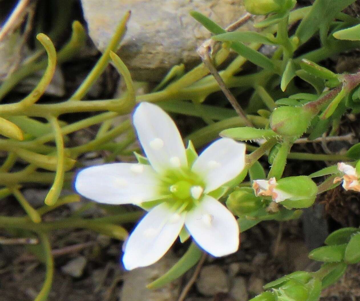 Image de Arenaria ciliata L.