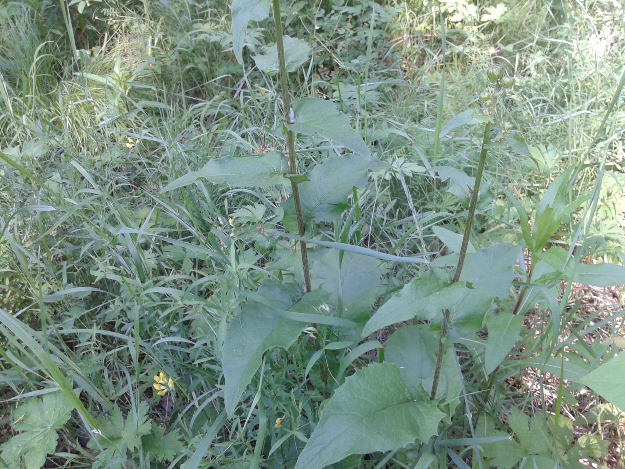Image of Crepis sibirica L.
