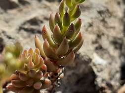 Sivun Petrosedum subulatum (C. A. Mey.) Afferni kuva