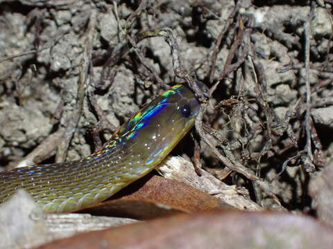 صورة Achalinus rufescens Boulenger 1888