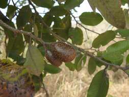 Image of Parinari curatellifolia Planch. ex Benth.