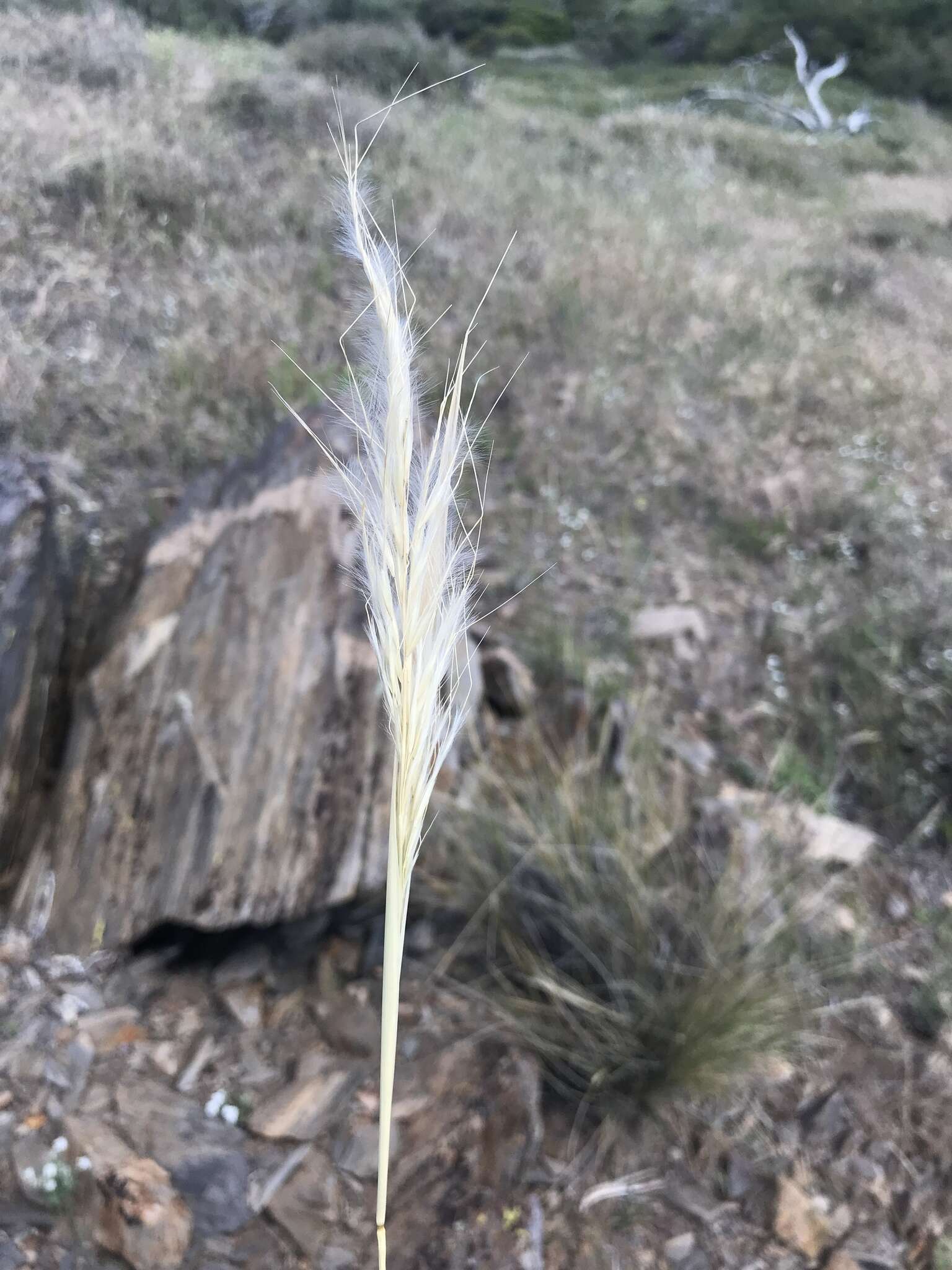 Plancia ëd Pappostipa speciosa (Trin. & Rupr.) Romasch.