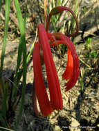 Image of Cyrtanthus tuckii var. viridilobus I. Verd.