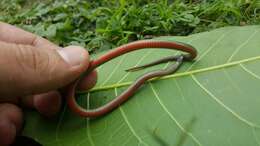 Image of Kinkelin Graceful Brown Snake