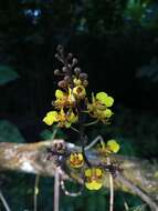 Trichocentrum ascendens (Lindl.) M. W. Chase & N. H. Williams的圖片